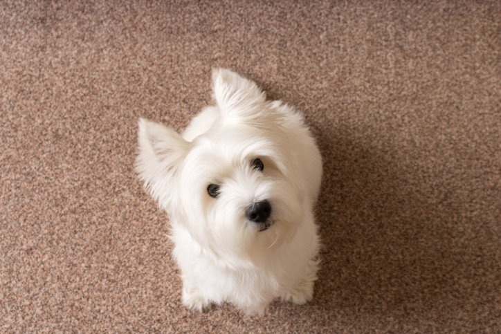 Odor removal by EcoSafe Carpet Cleaning