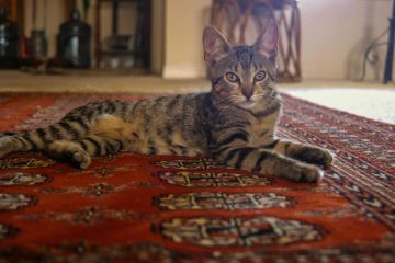 Oriental rug cleaning in Old Hickory, TN by EcoSafe Carpet Cleaning.