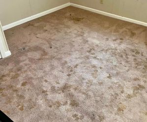 Before & After Carpet Cleaning in Nashville, TN (1)